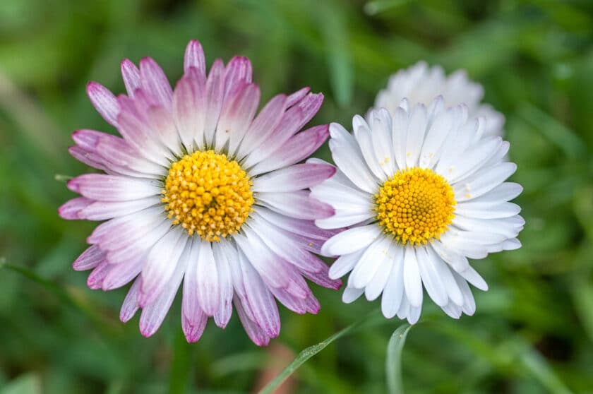 Bellis perennis - Gänseblümchen