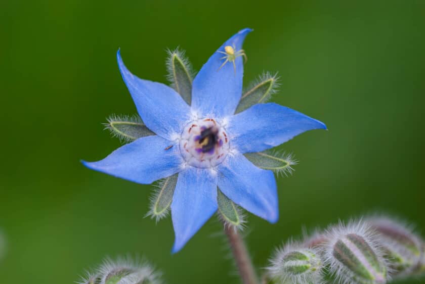 Borago officinalis - Borretsch