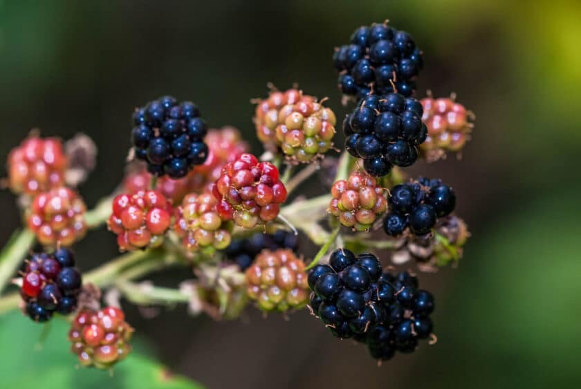 Rubus sp. - Brombeeren