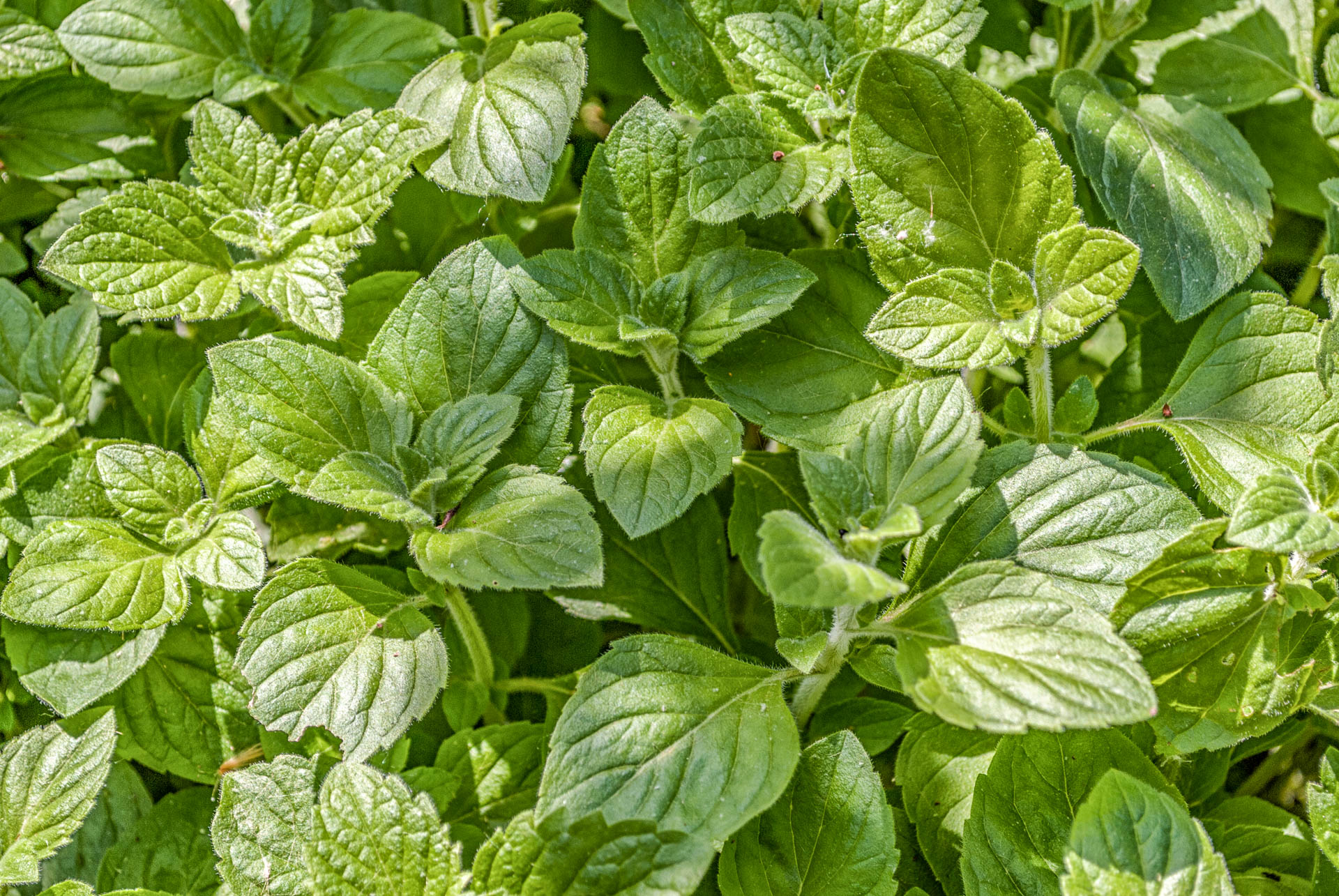 Calamintha nepeta - Bergminze