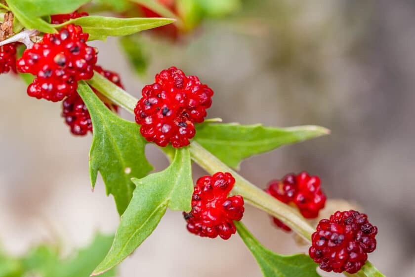 Chenopodium foliosum - Erdbeerspinat