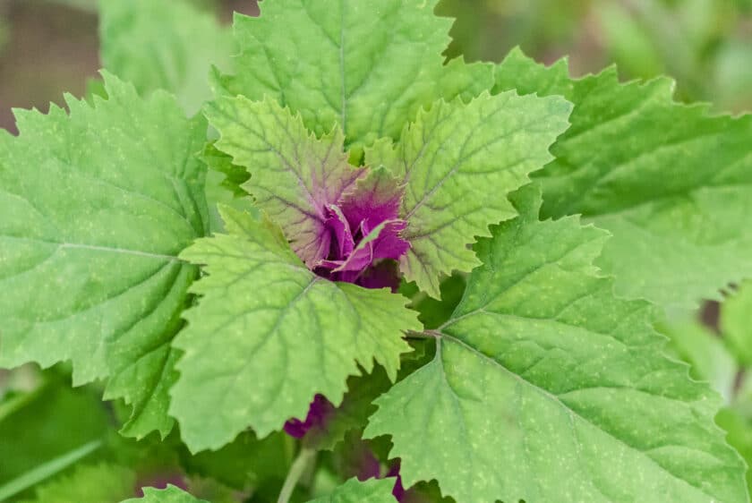 Chenopodium giganteum - Baumspinat