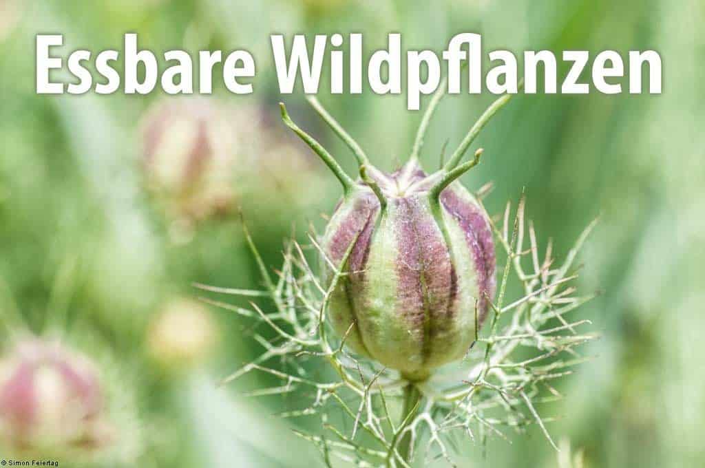 Essbare Wildpflanzen