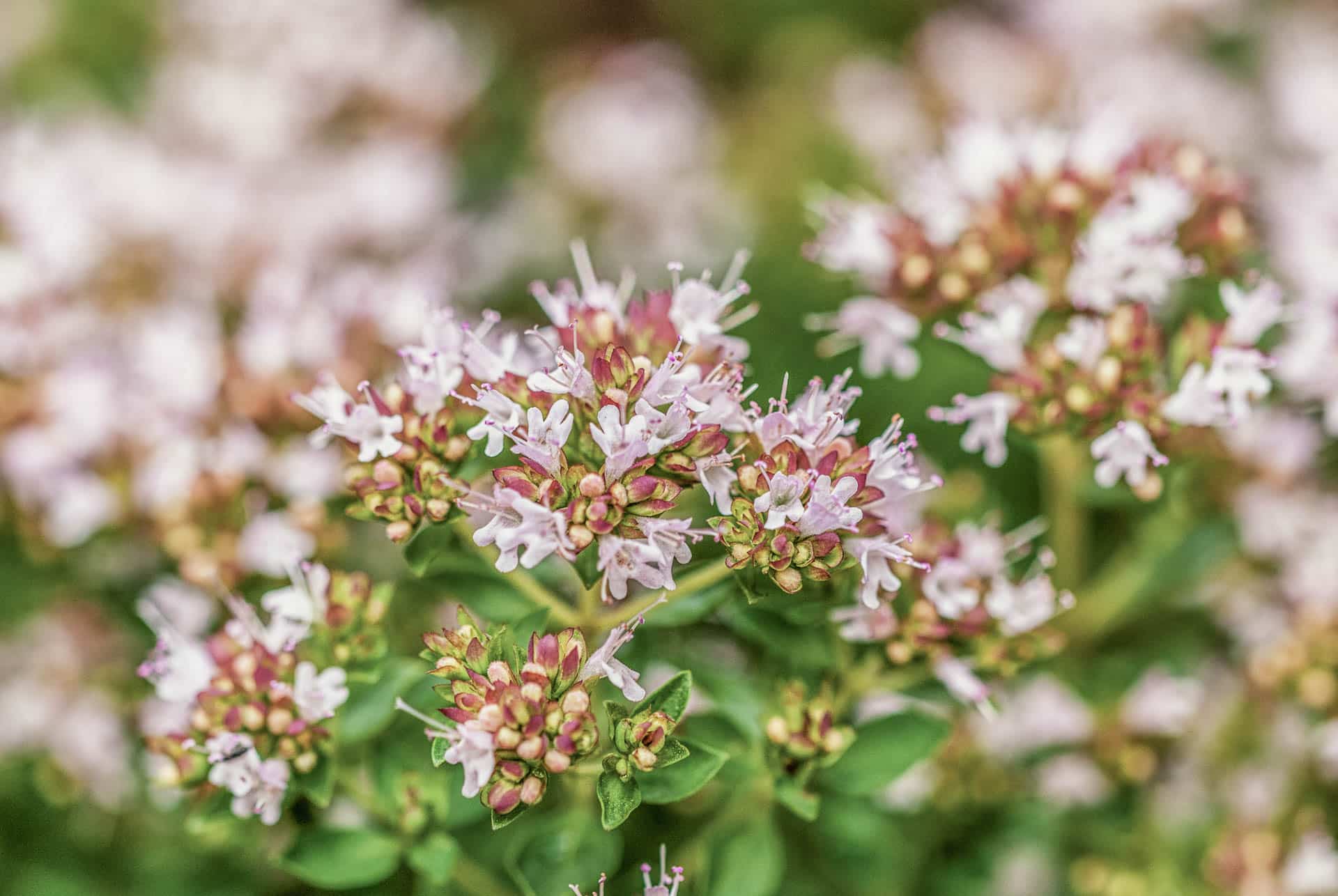 Origanum x majoricum - Kriechender Majoran