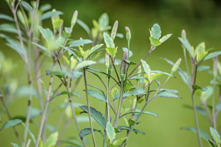 Porophyllum ruderale - Bolivianischer Koriander