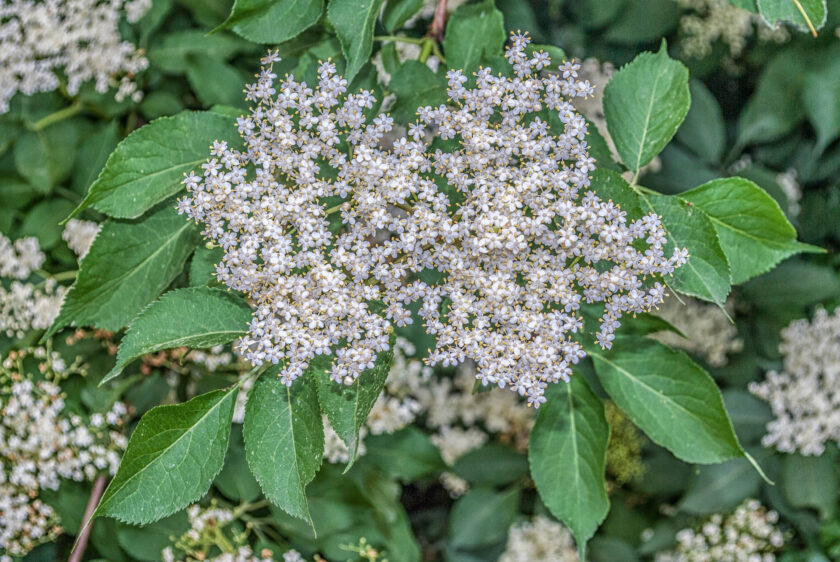 Sambucus nigra - Holunder