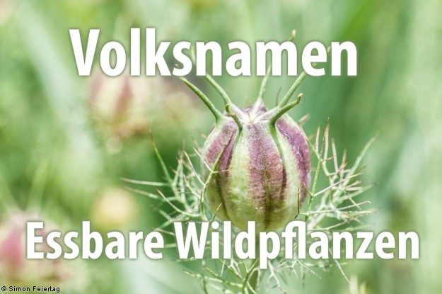 Volksnamen - Essbare Wildpflanzen